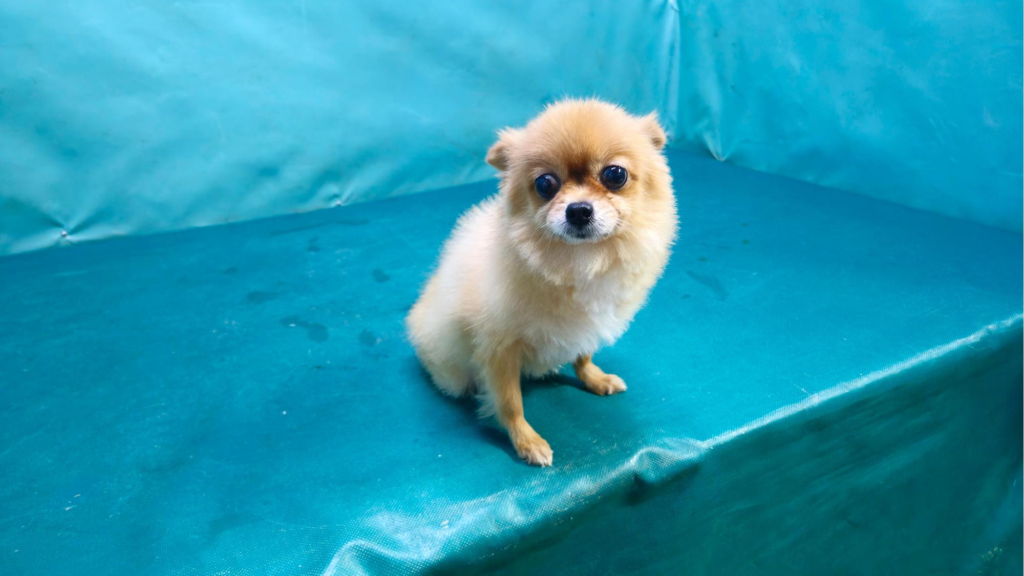 종료(입양) 포메라…